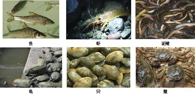 水產養(yǎng)殖底改片處理圖